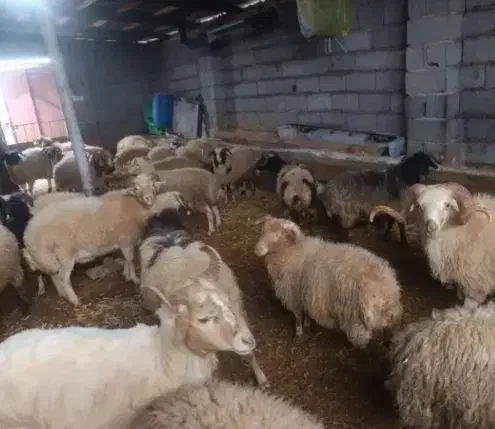 گوسفنده قربانی|حیوانات مزرعه|رشت, لاکان|دیوار