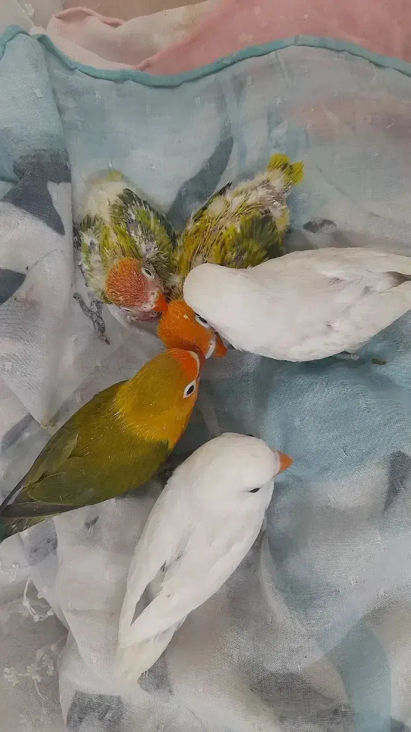 کوتوله عروس هلندی طوطی ملنگو قناری|پرنده|مشهد, خواجه ربیع|دیوار