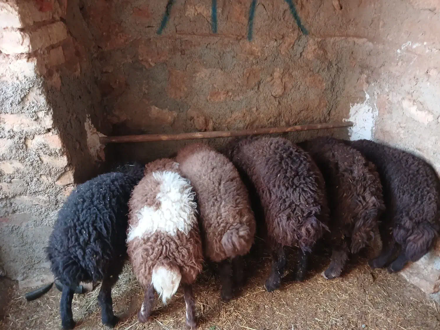 فروش بره|حیوانات مزرعه|زنده رود, |دیوار