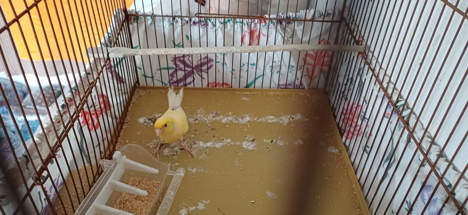 قناری میبد|پرنده|میبد, |دیوار