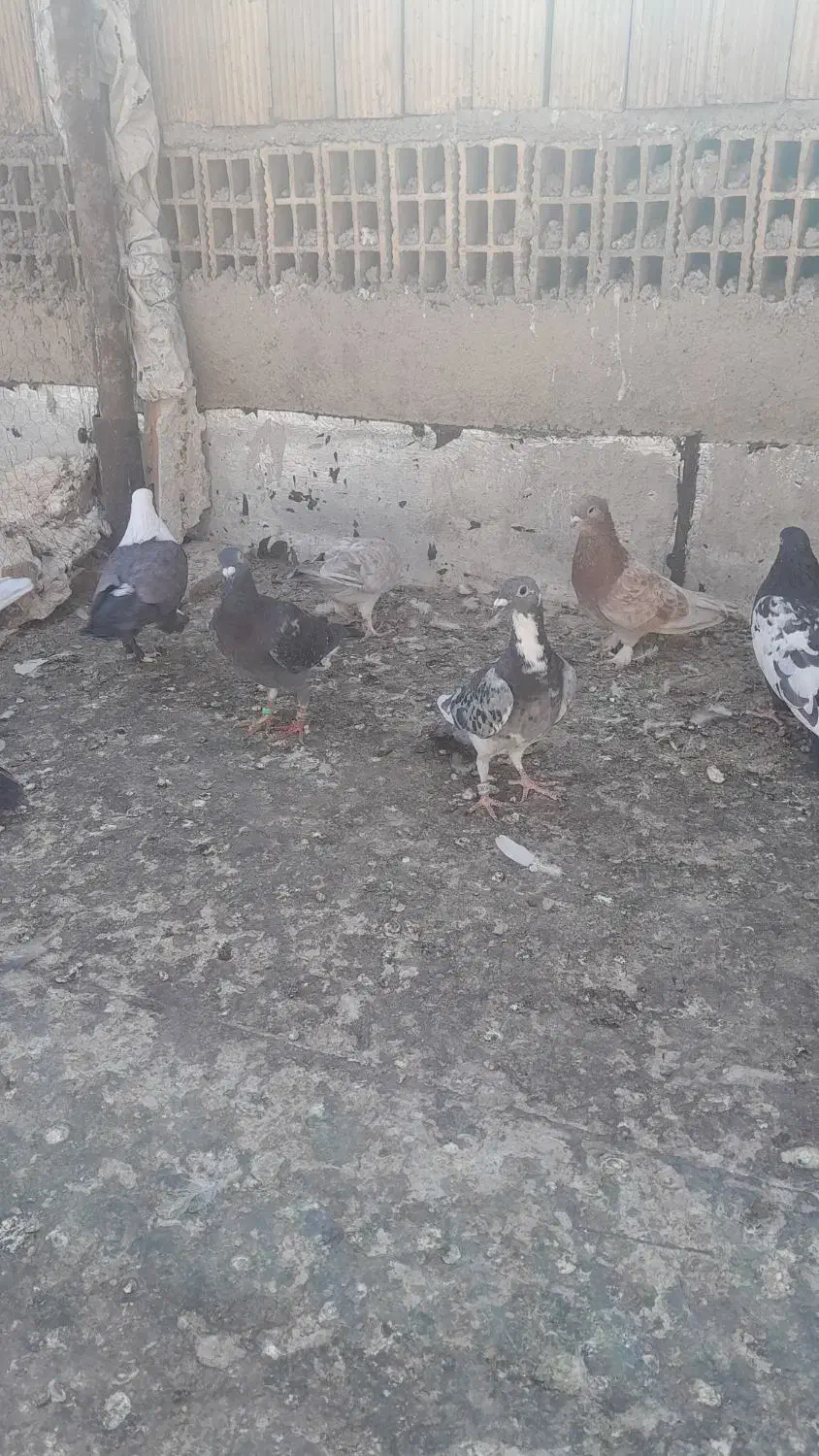 کفتر شهرستانی رنگی سینه کله|پرنده|بومهن, |دیوار