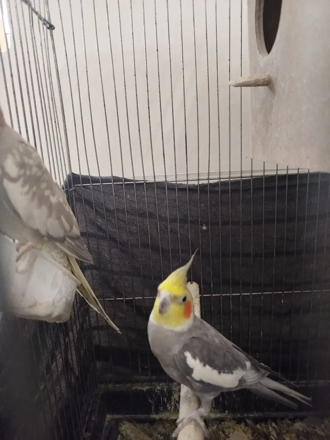 عروس هلندی|پرنده|مشهد, تربیت (صدف)|دیوار