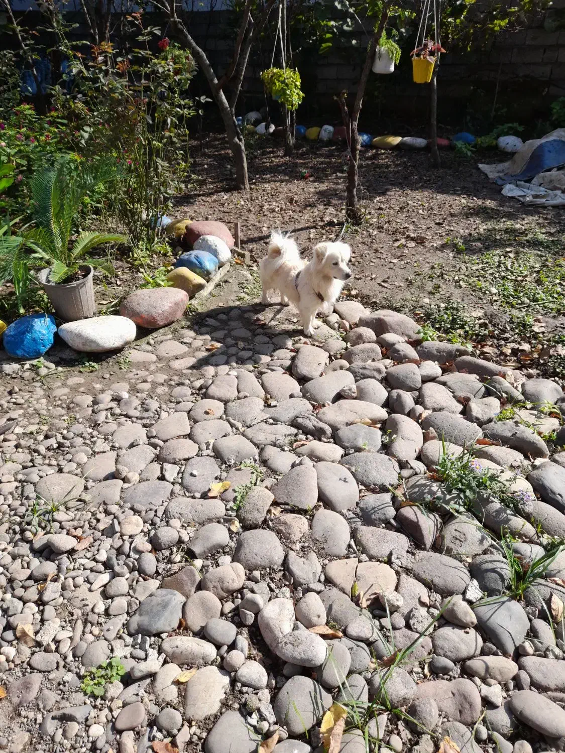 فروش و واگذاری سگ|سگ|سنگر, |دیوار