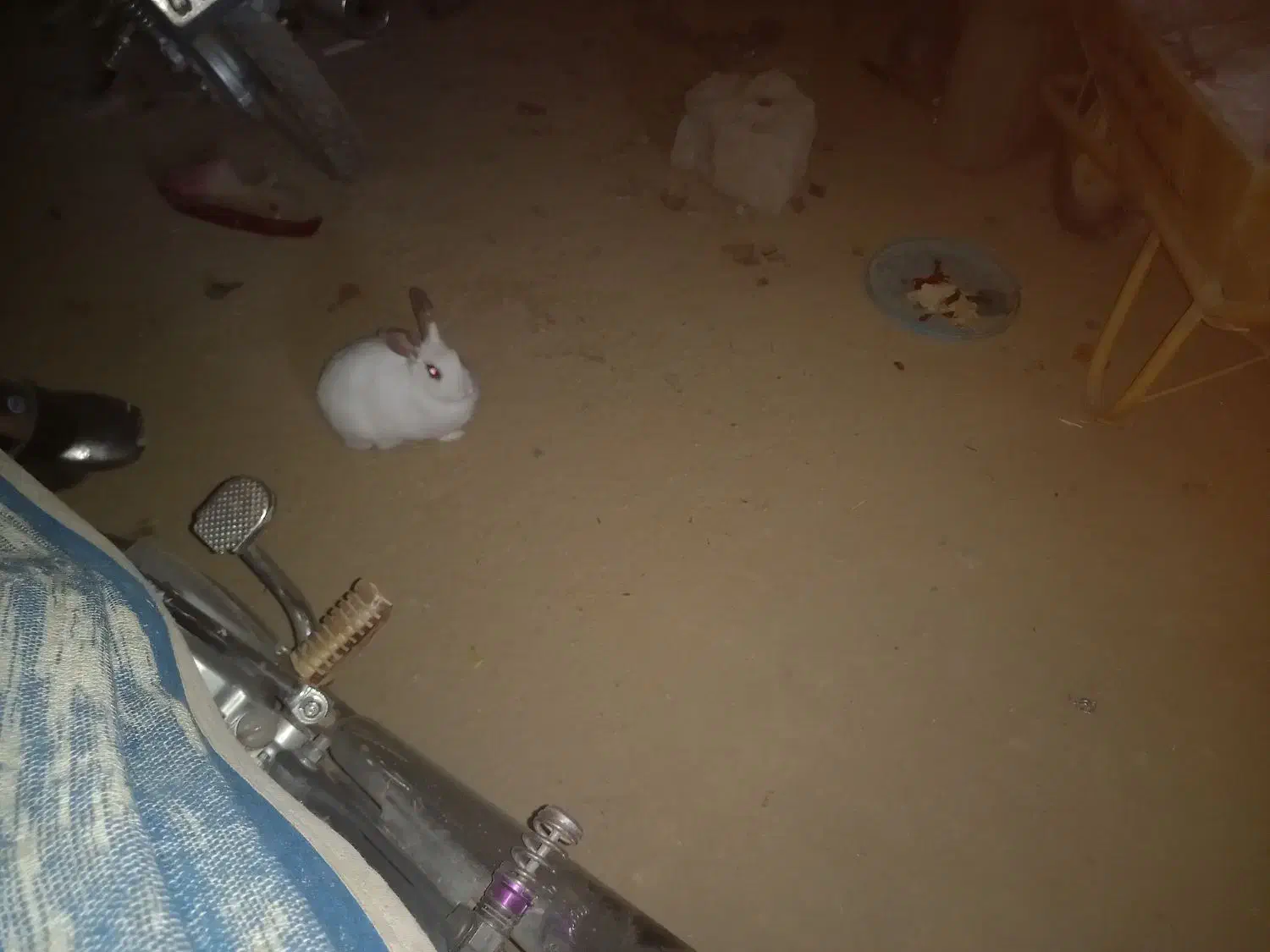 خرگوش|موش و خرگوش|نورآباد, |دیوار