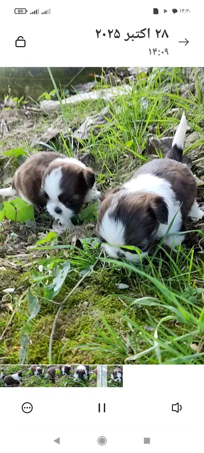 خوشگلهای سوپر فلت|سگ|رشت, پسیخان|دیوار