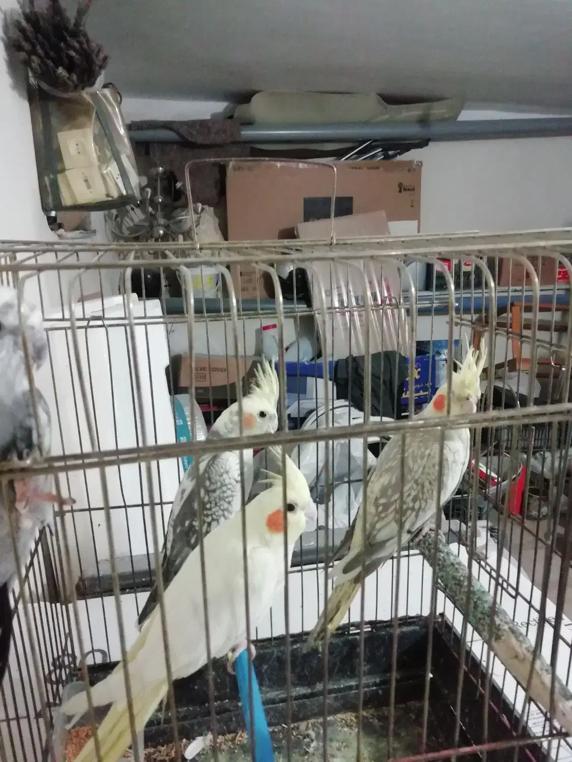 فروش عروس هلندی|پرنده|خوی, |دیوار