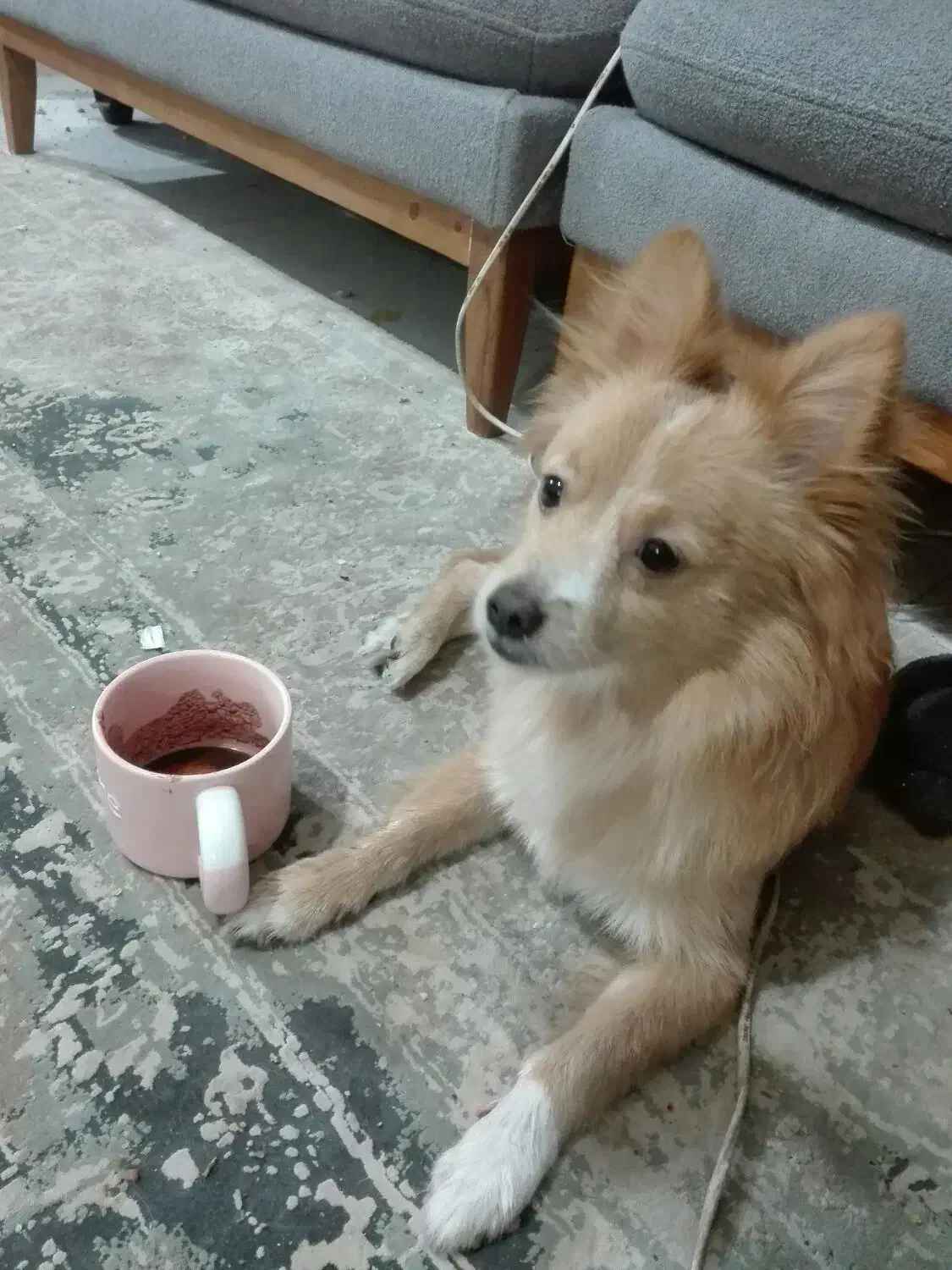 واگذاری سگ پامرین،اسپیتز|سگ|سیرجان, |دیوار