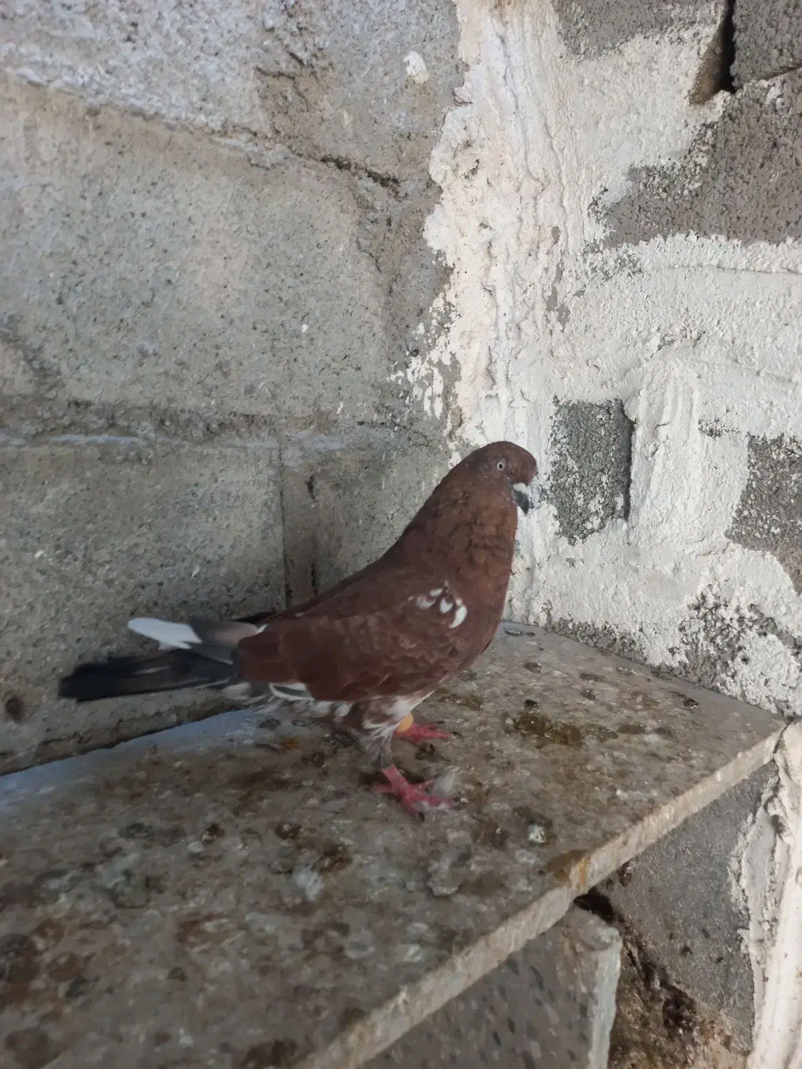 کبوتر کله ای|پرنده|خورموج, |دیوار