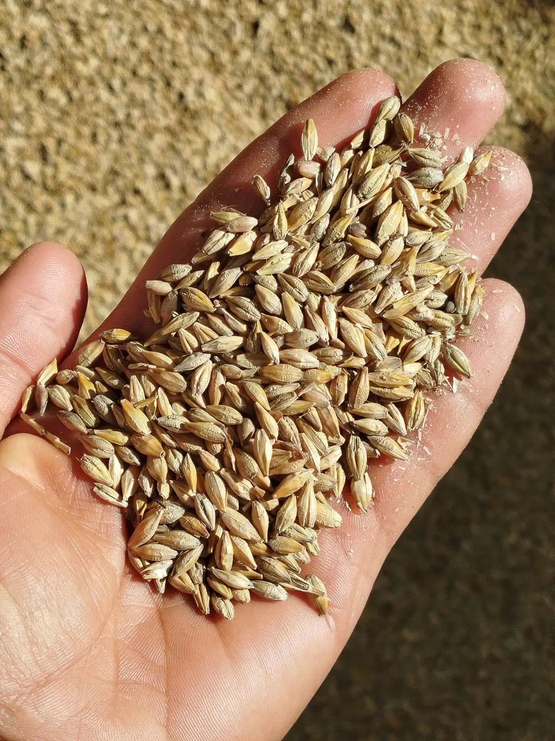 انبار علوفه حاج امیر|عمده‌فروشی|امیدیه, |دیوار