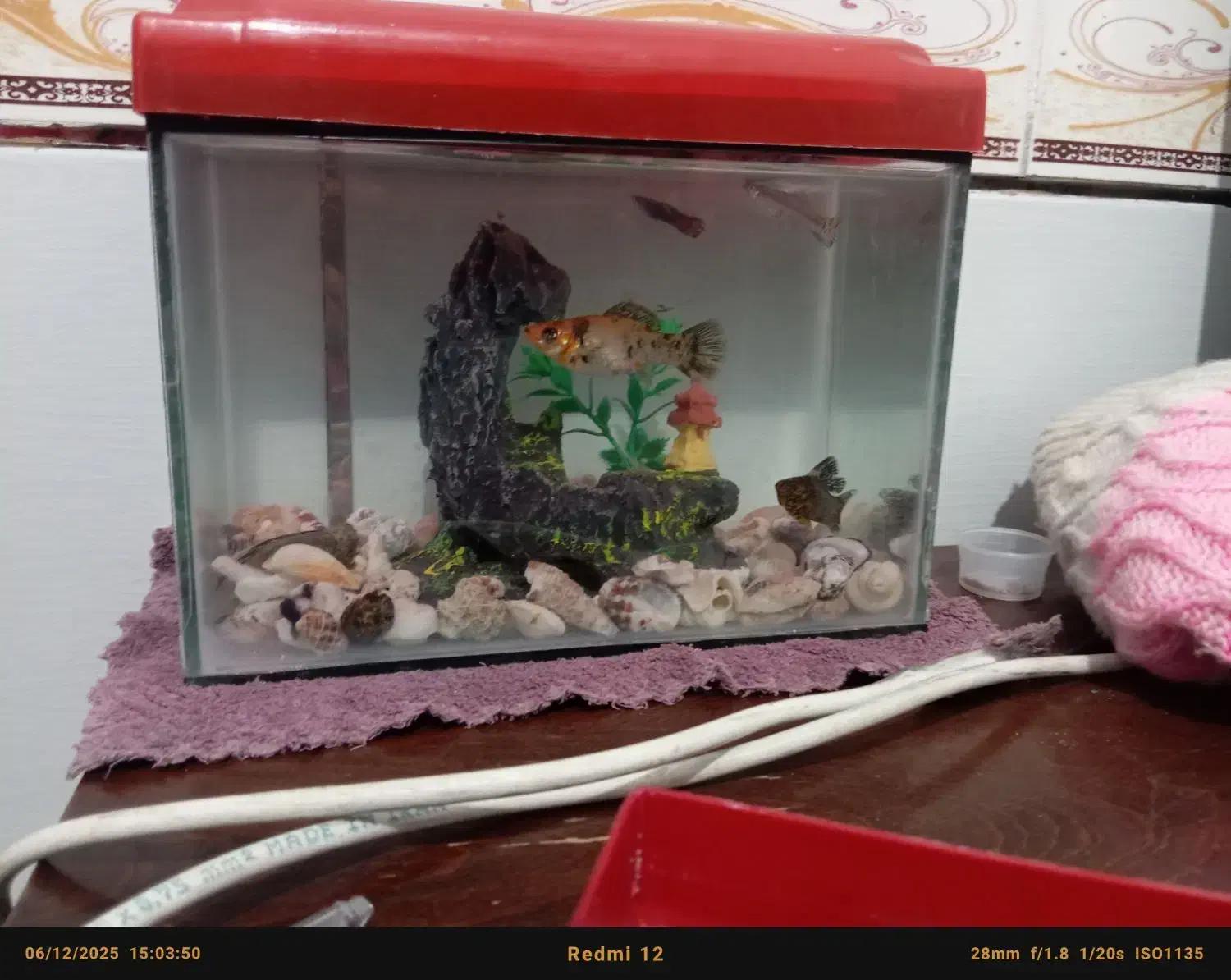 دو تا اکواریوم نونو|لوازم جانبی حیوانات|زرند, |دیوار