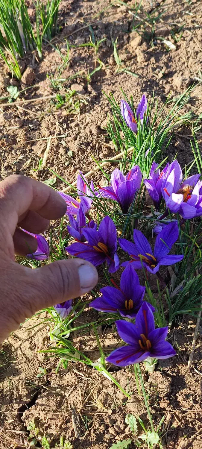 زعفران لرستان عیار 420 گرید A+|خوردنی و آشامیدنی|تهران, منیریه|دیوار