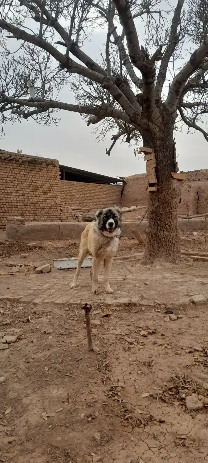 توله سرابی|سگ|الوند, |دیوار