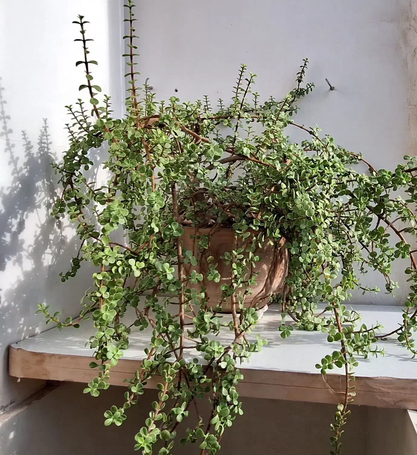 گیاه خرفهای|گل و گیاه طبیعی|تربت جام, مطهری|دیوار