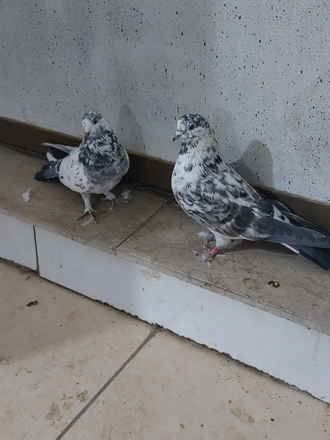 کبوتر طوقی|پرنده|شهرکرد, |دیوار