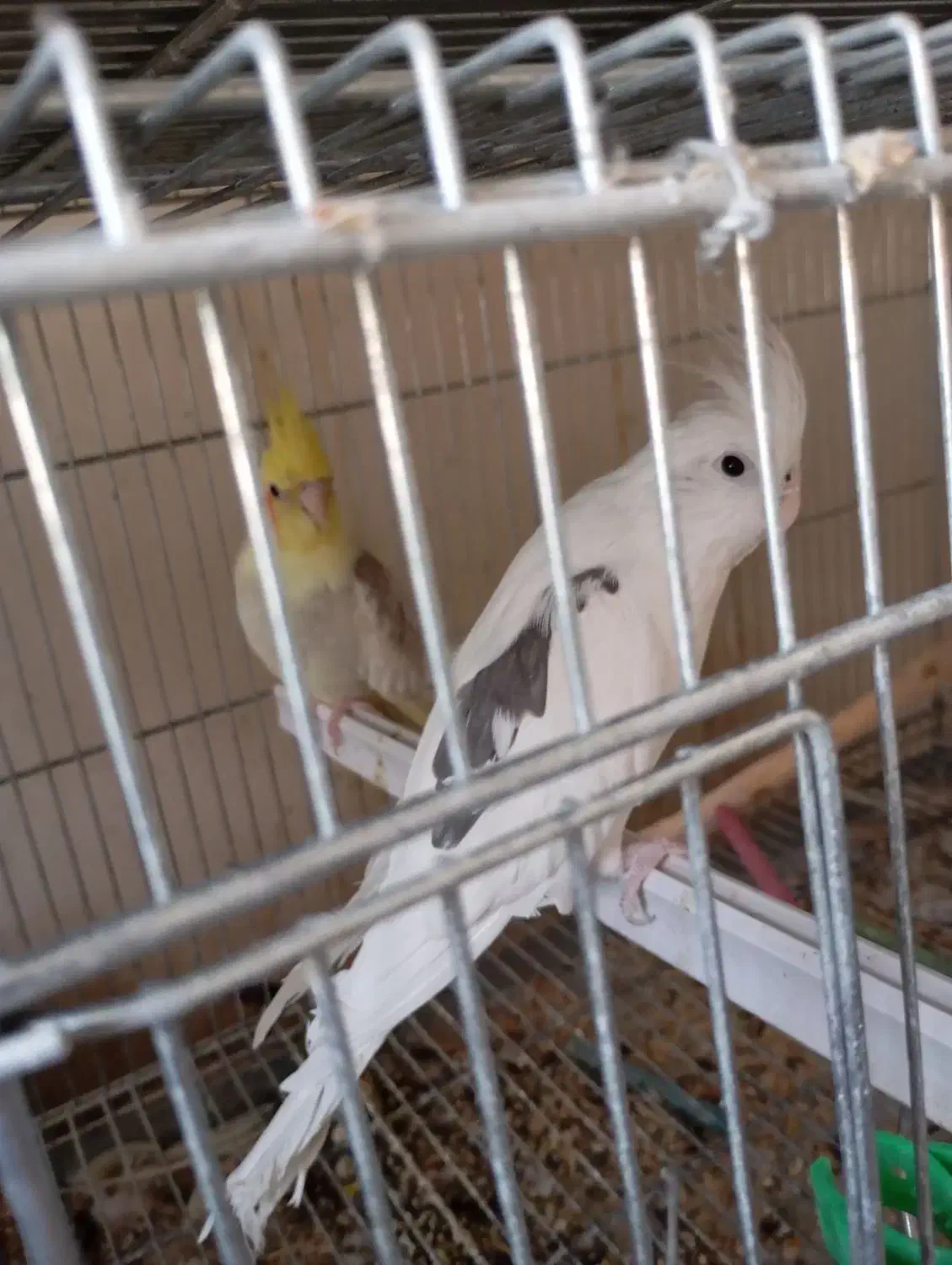 عروس هلندی ایزبلا دوکت لوتینو  آلبینو دوکت وآلبینو|پرنده|تاکستان, |دیوار