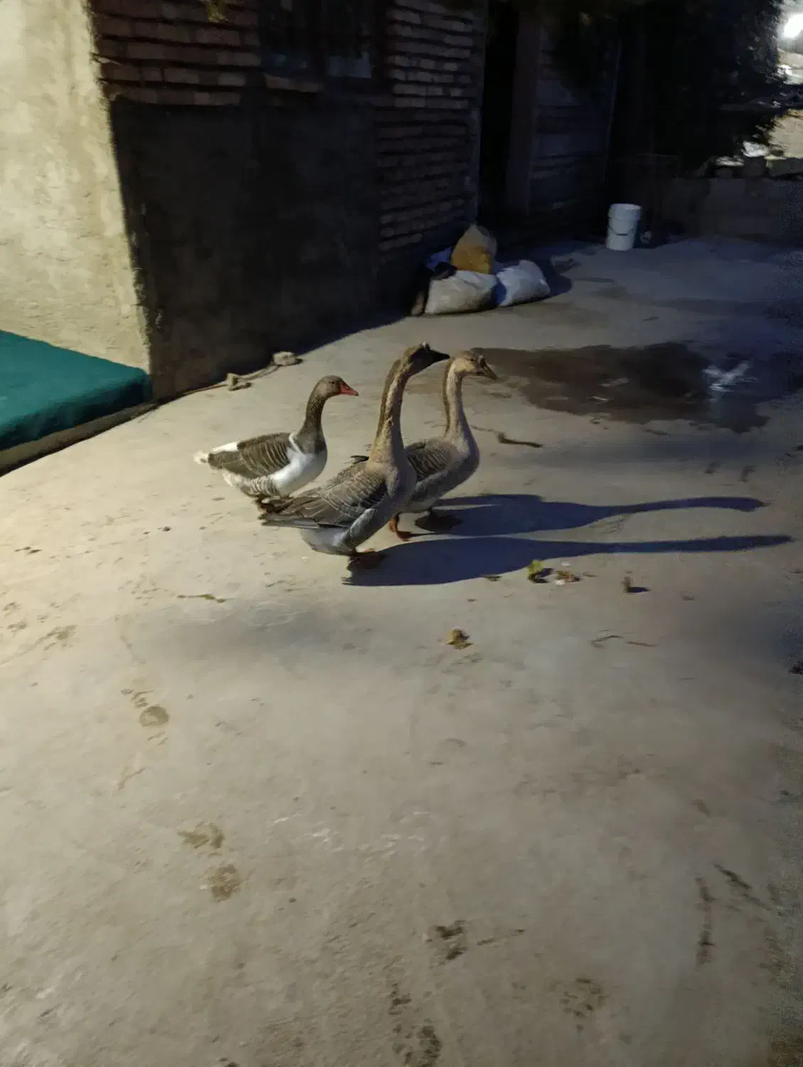 سالم وعالی|حیوانات مزرعه|نگین شهر, |دیوار