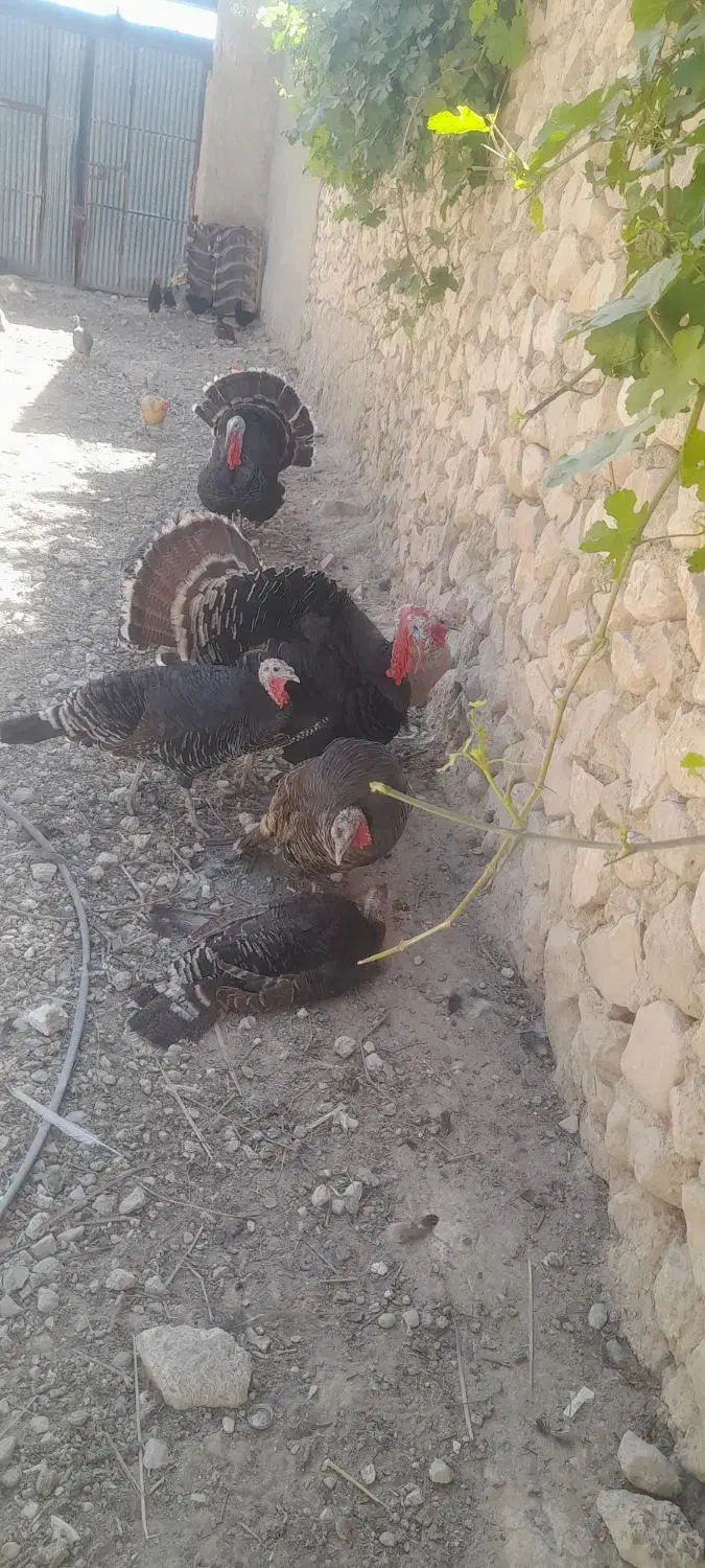 بوقلمون نرماده|پرنده|کازرون, |دیوار