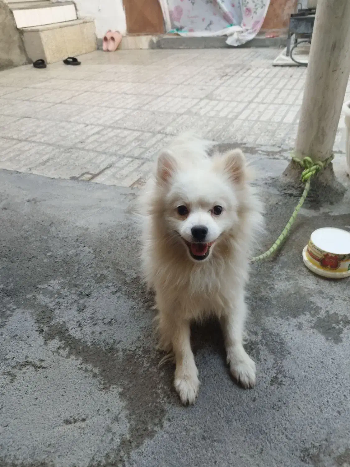 پامرانین نر دوساله وزن 1500|سگ|مبارکه, |دیوار