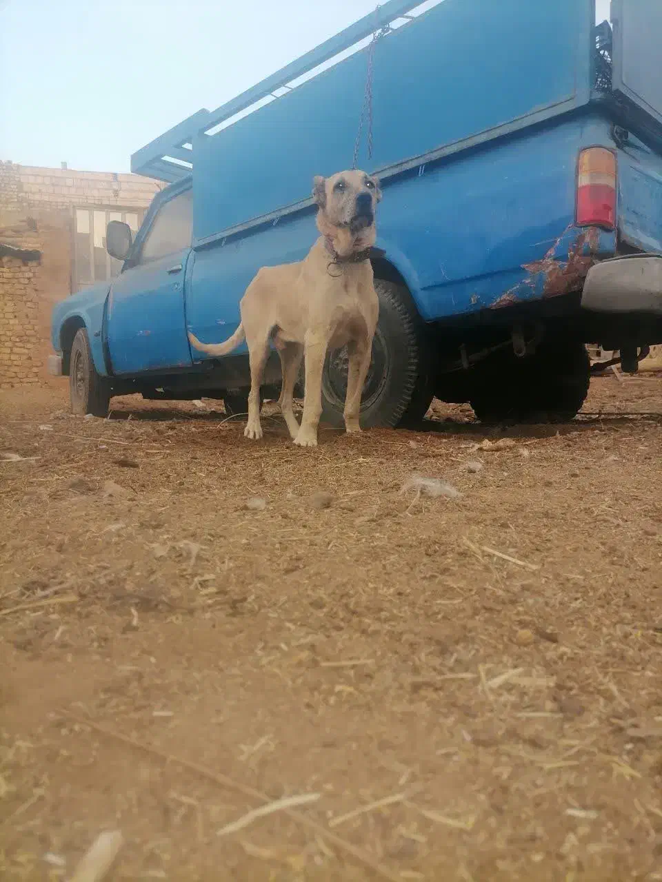 سگ سرابی اصیل|سگ|زارچ, |دیوار