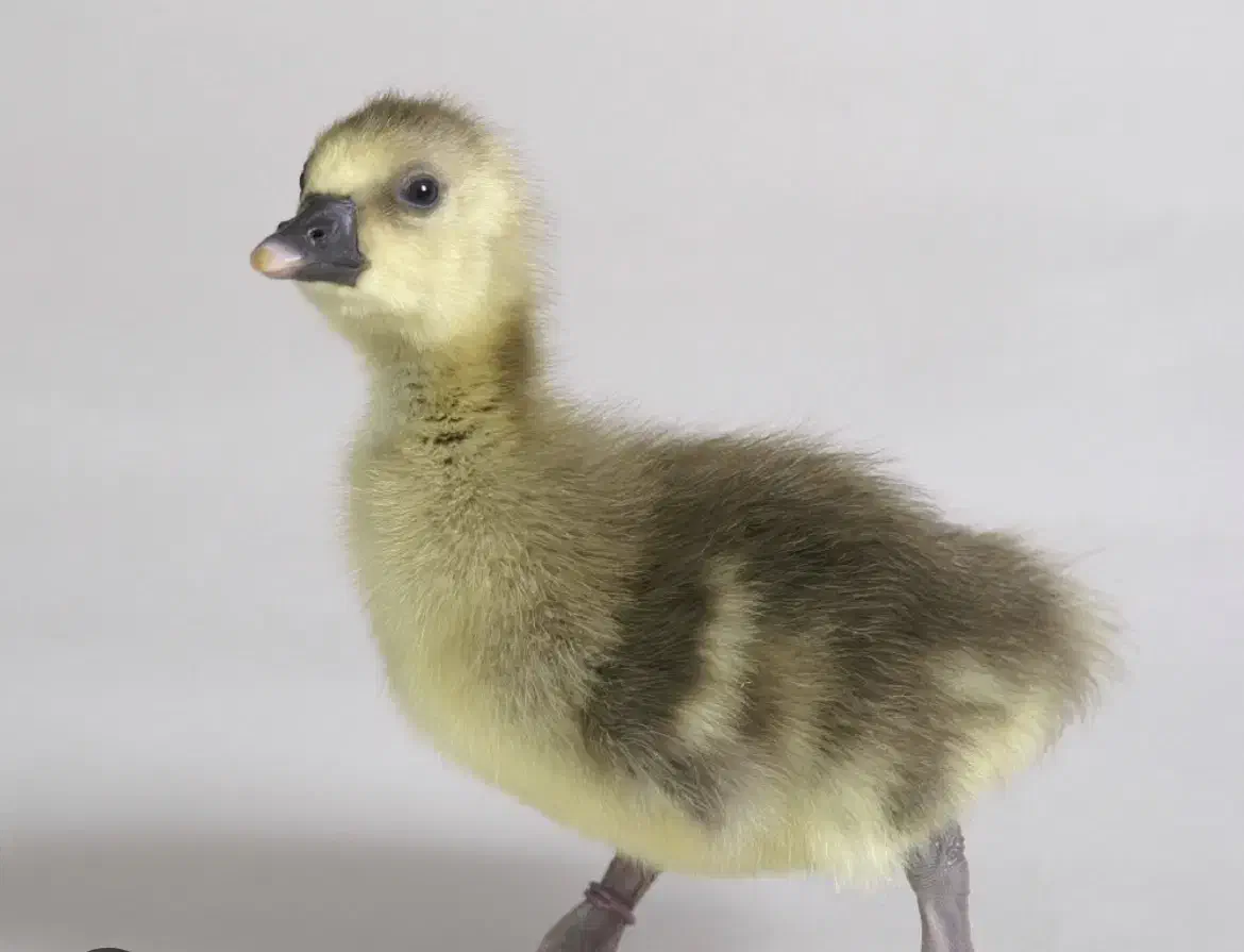 فروش جوجه غاز و قوغاز یکروزه|حیوانات مزرعه|کرج, اخترآباد|دیوار