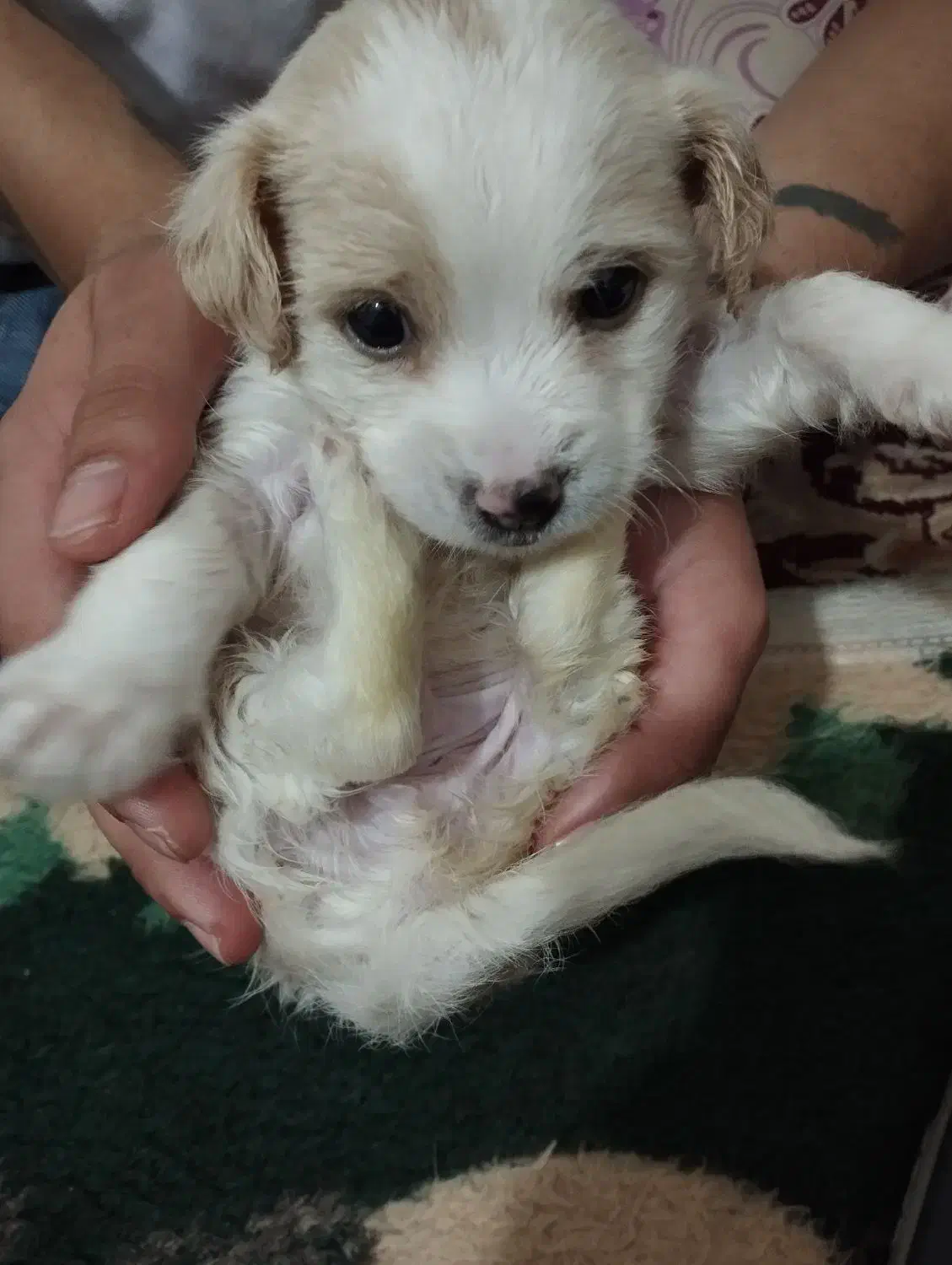 سگ فنجونی|سگ|پیشوا, |دیوار