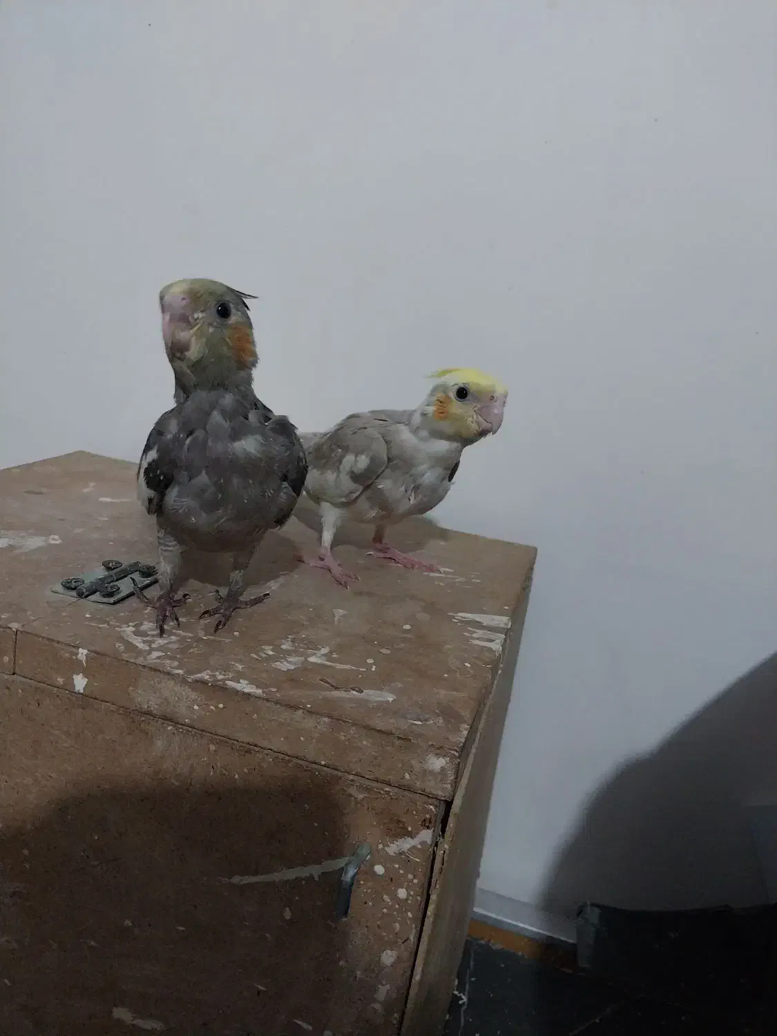 پرنده|پرنده|زابل, |دیوار