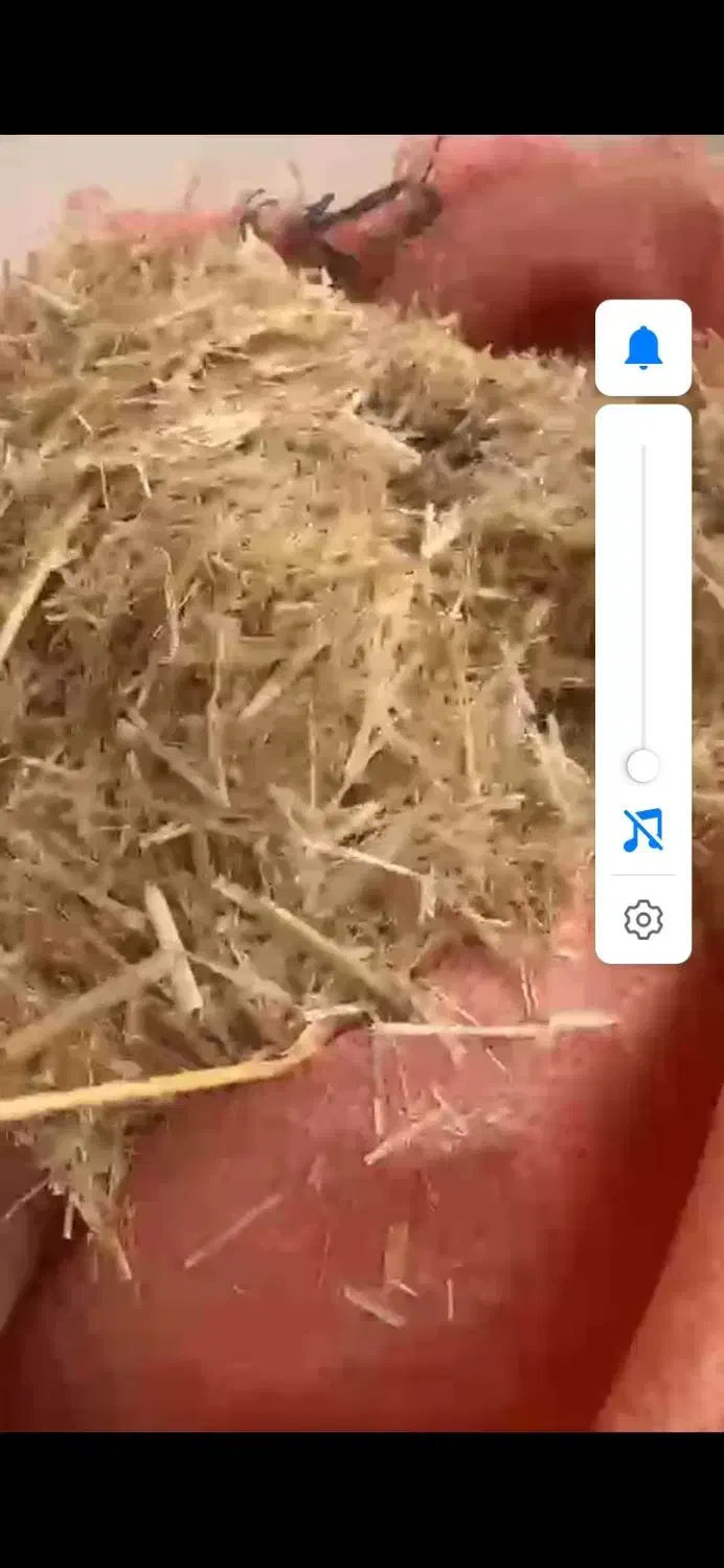 مرودشت|حیوانات مزرعه|مرودشت, مجد آباد|دیوار