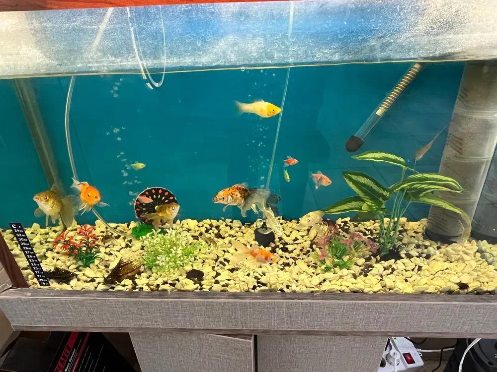 آکواریم با لوازم|ماهی|تبریز, |دیوار