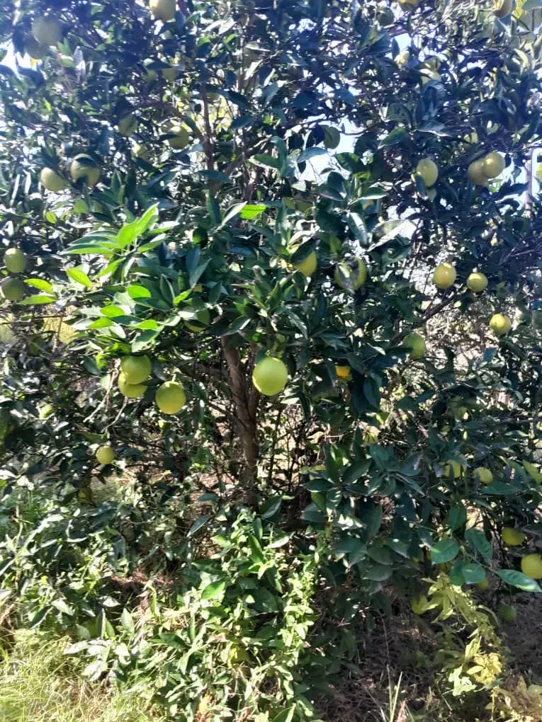پرتقال تامسون تقربا زرد شدش پوست نازک شیرین ۴۵۰۰۰|خوردنی و آشامیدنی|هادی شهر, |دیوار