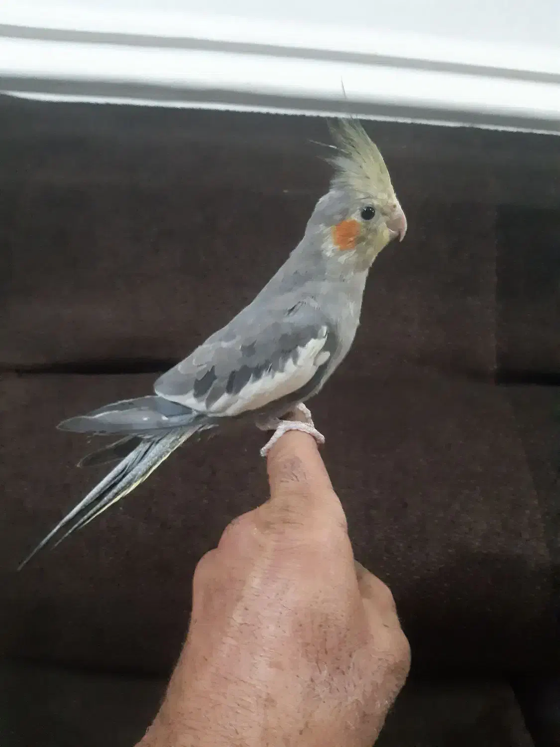 جوجه عروس هلندی|پرنده|شوشتر, |دیوار