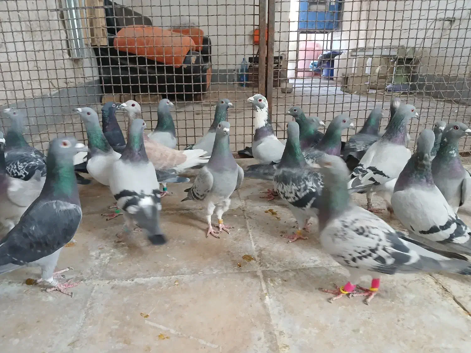 کفتر پلاکی و مسافتی وشناسنامه دار|پرنده|شیراز, شهرک زینبیه|دیوار