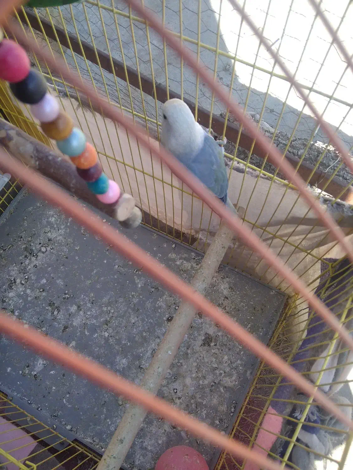 طوطی برزیلی۴۵۰ نر|پرنده|سنندج, |دیوار