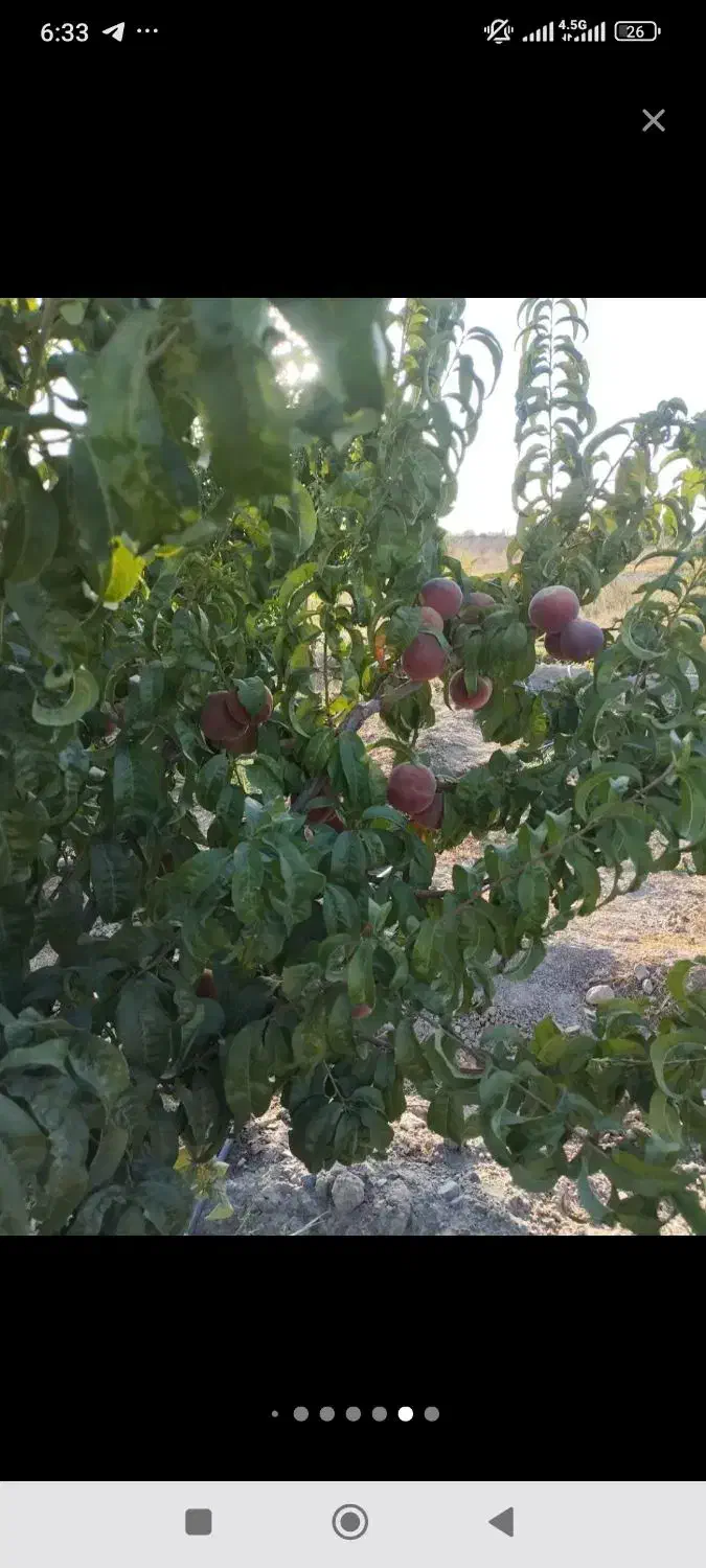باغ زمین|فروش زمین و ملک کلنگی|شبستر, |دیوار