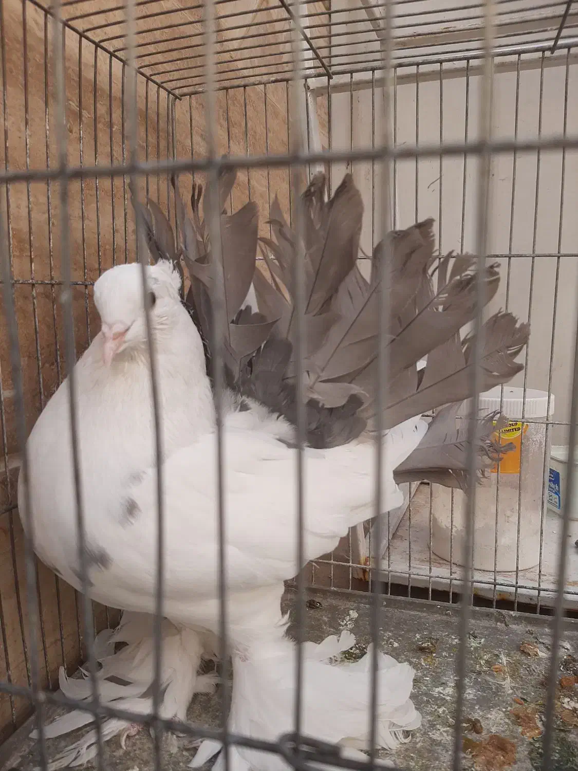 چتری و رواعب|پرنده|قم, حنیف نژاد|دیوار