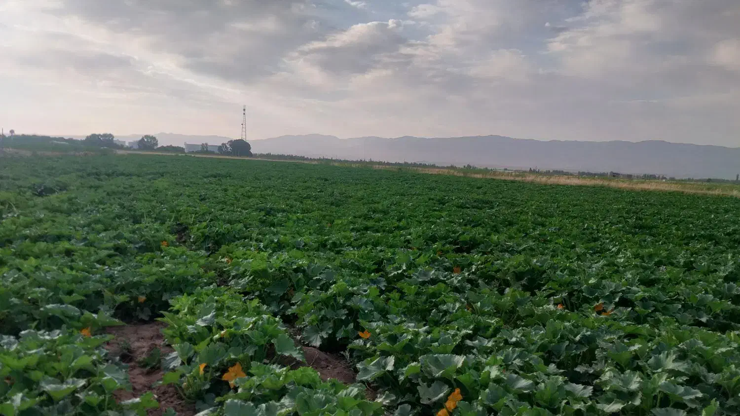 اجاره زمین زراعی یک هکتار با حق اب|اجارهٔ دفتر صنعتی، کشاورزی، تجاری|سراب, |دیوار