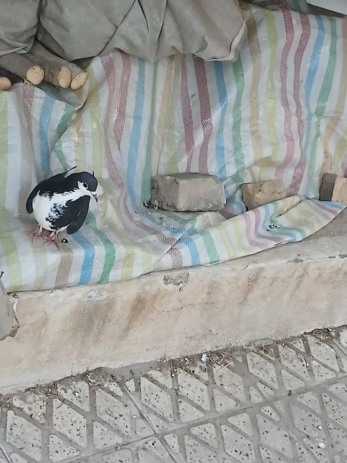 ماده|پرنده|محمدیه-قزوین, |دیوار