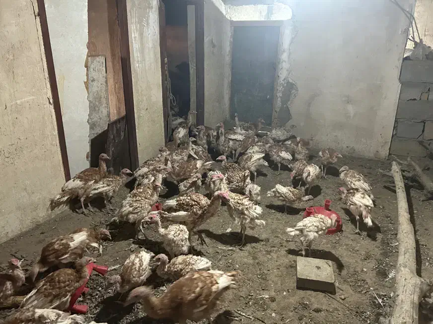 جوجه بوقلمون بوربون|حیوانات مزرعه|بانه, |دیوار