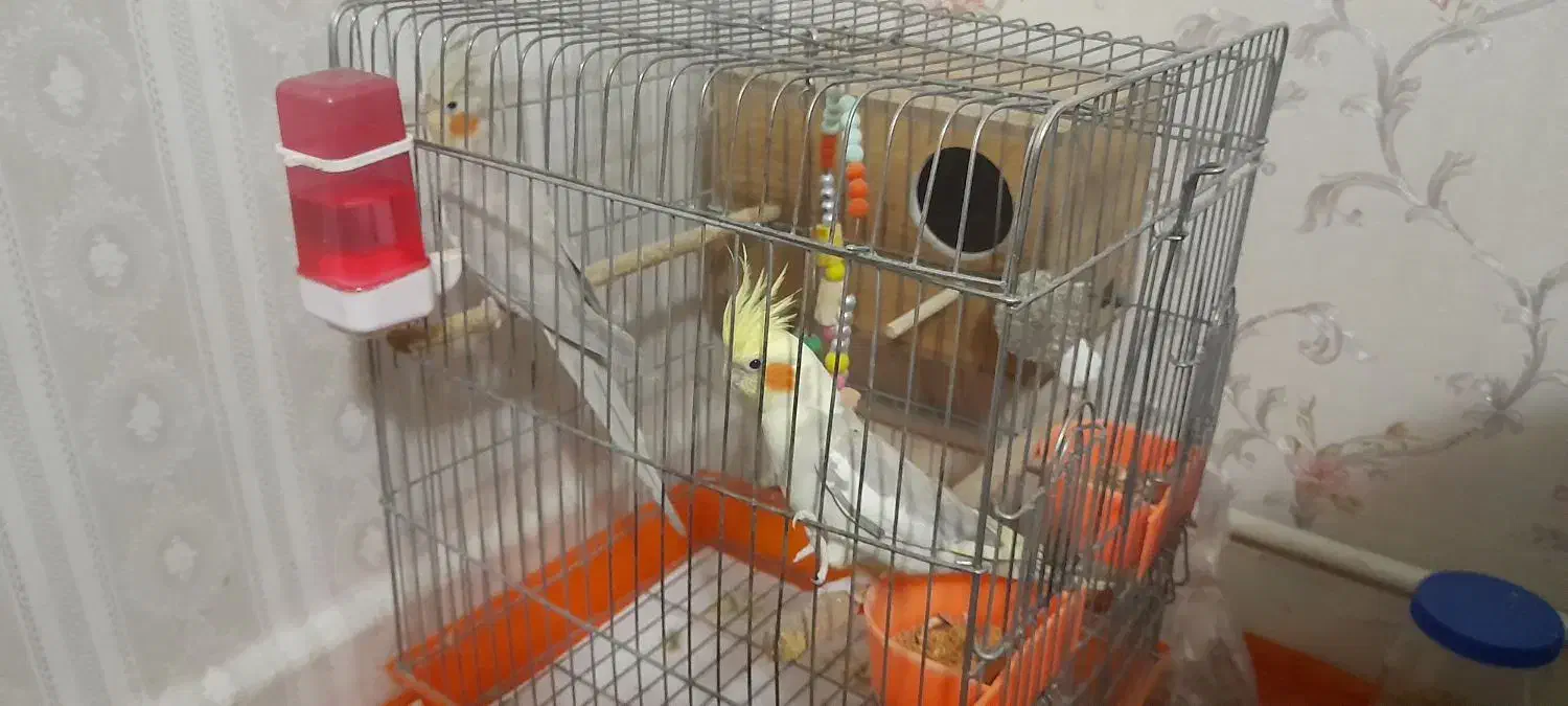 یه جفت عروس هلندی بالغ همراه قفس و لانه|پرنده|تهران, شهرک زینبیه|دیوار