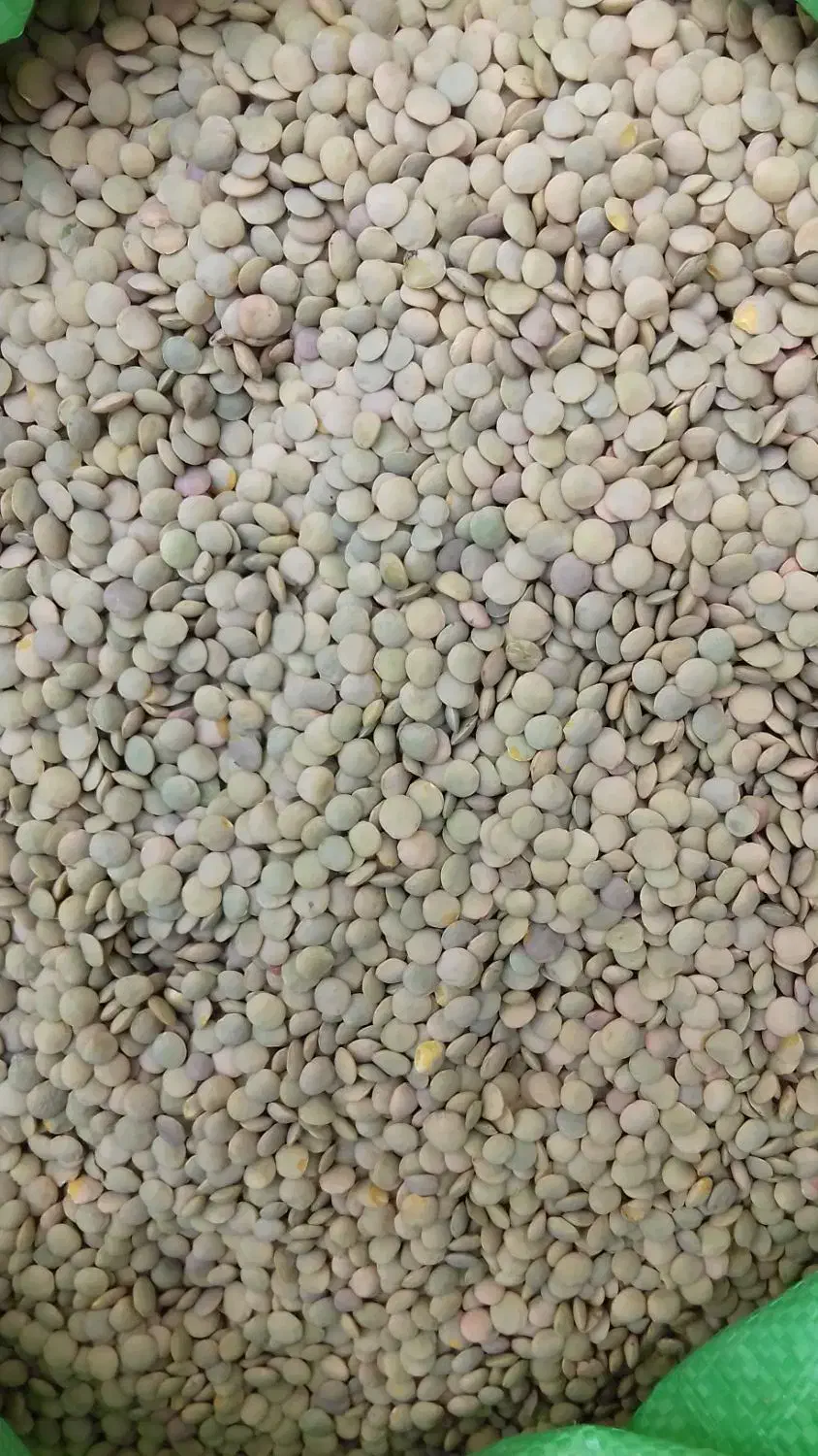 عدس دیم درشت بوجاری شده خلخال|عمدهفروشی|خلخال, |دیوار