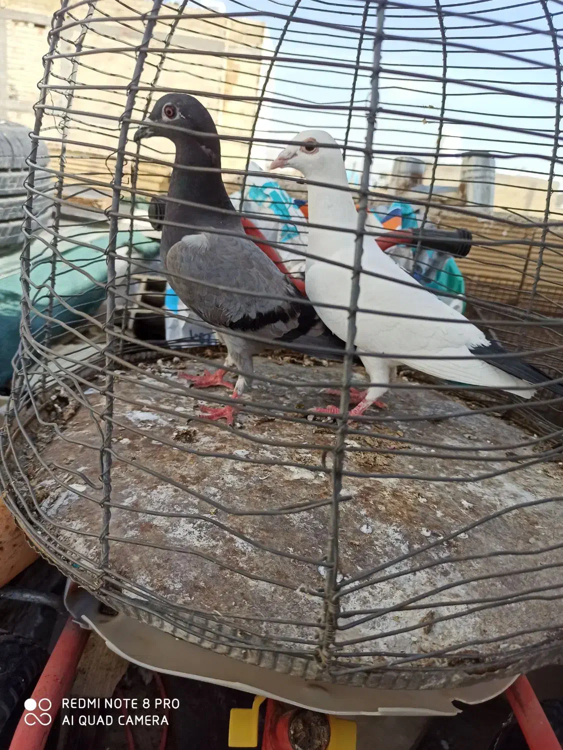 پلاکی|پرنده|شیراز, کوشک میدان|دیوار