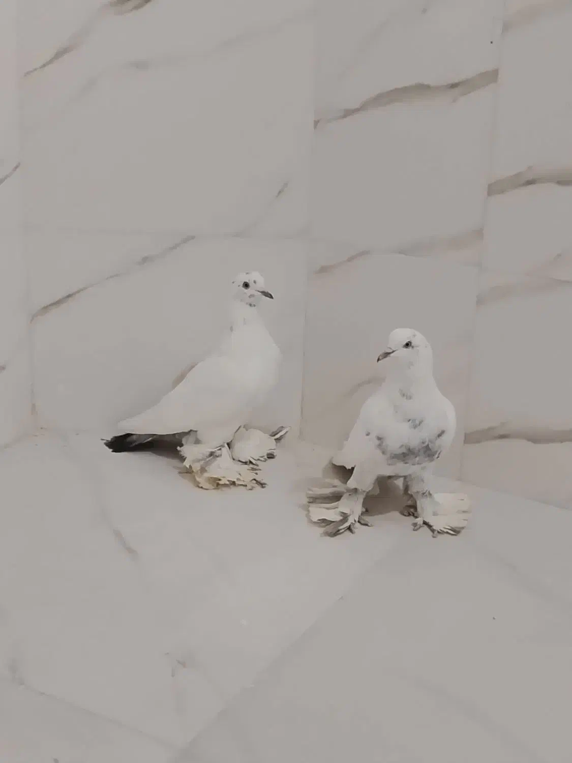 کبوتر|پرنده|تبریز, |دیوار