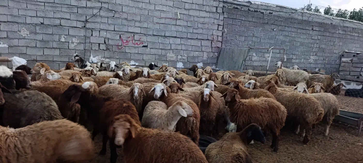 دامداری افشین یادگار|حیوانات مزرعه|اردبیل, |دیوار