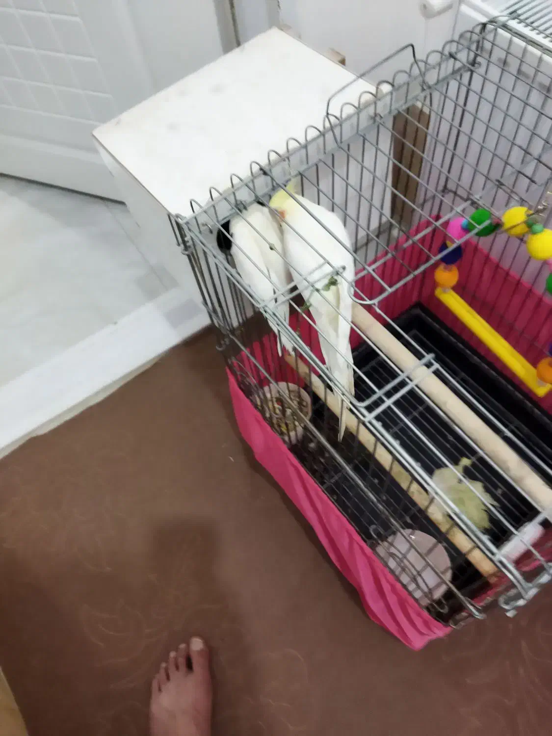 فروش عروس هلندی..دستی|پرنده|تکاب, |دیوار