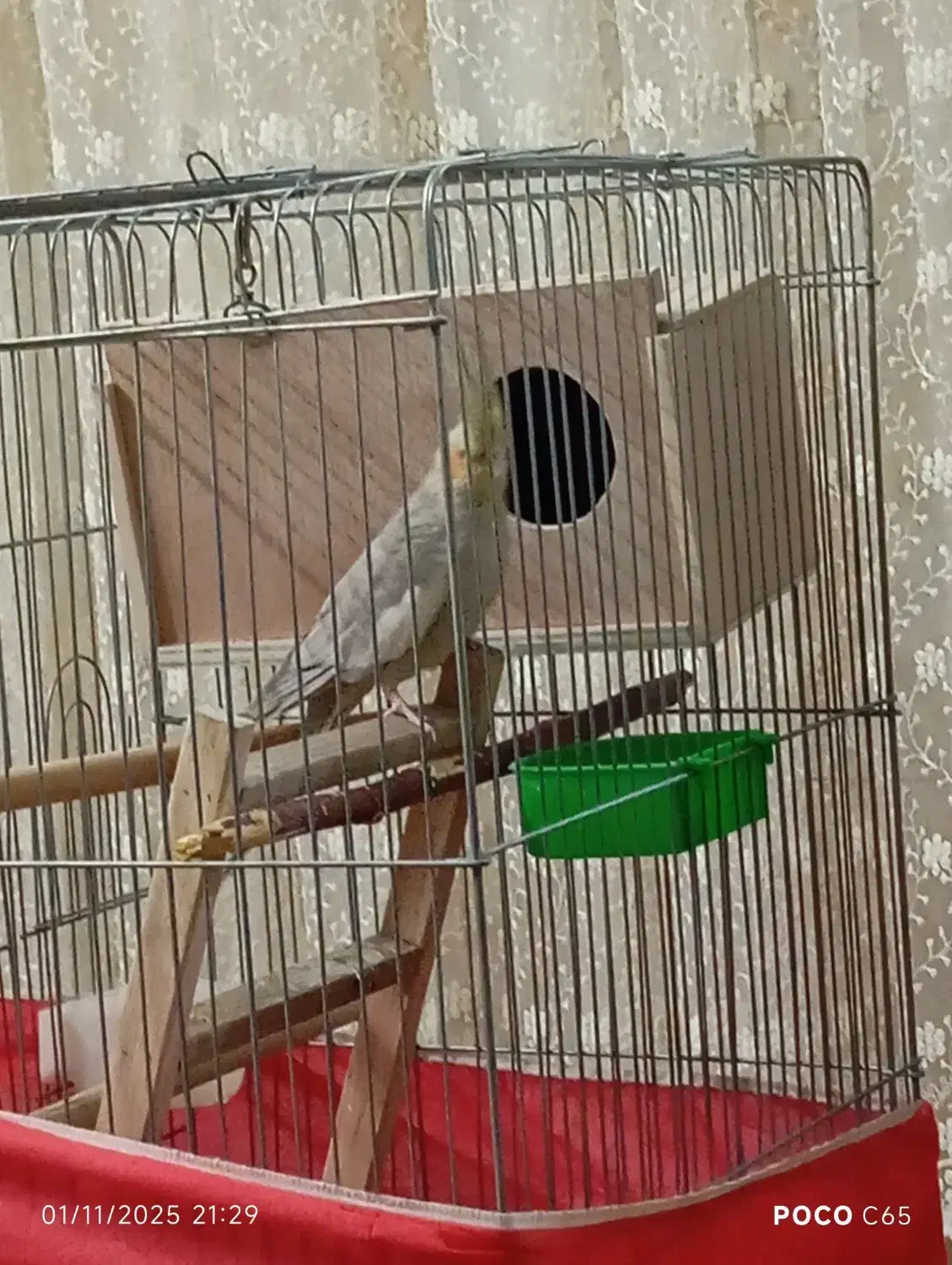 پرنده عروس هلندی جفت|پرنده|نسیم‌شهر, |دیوار