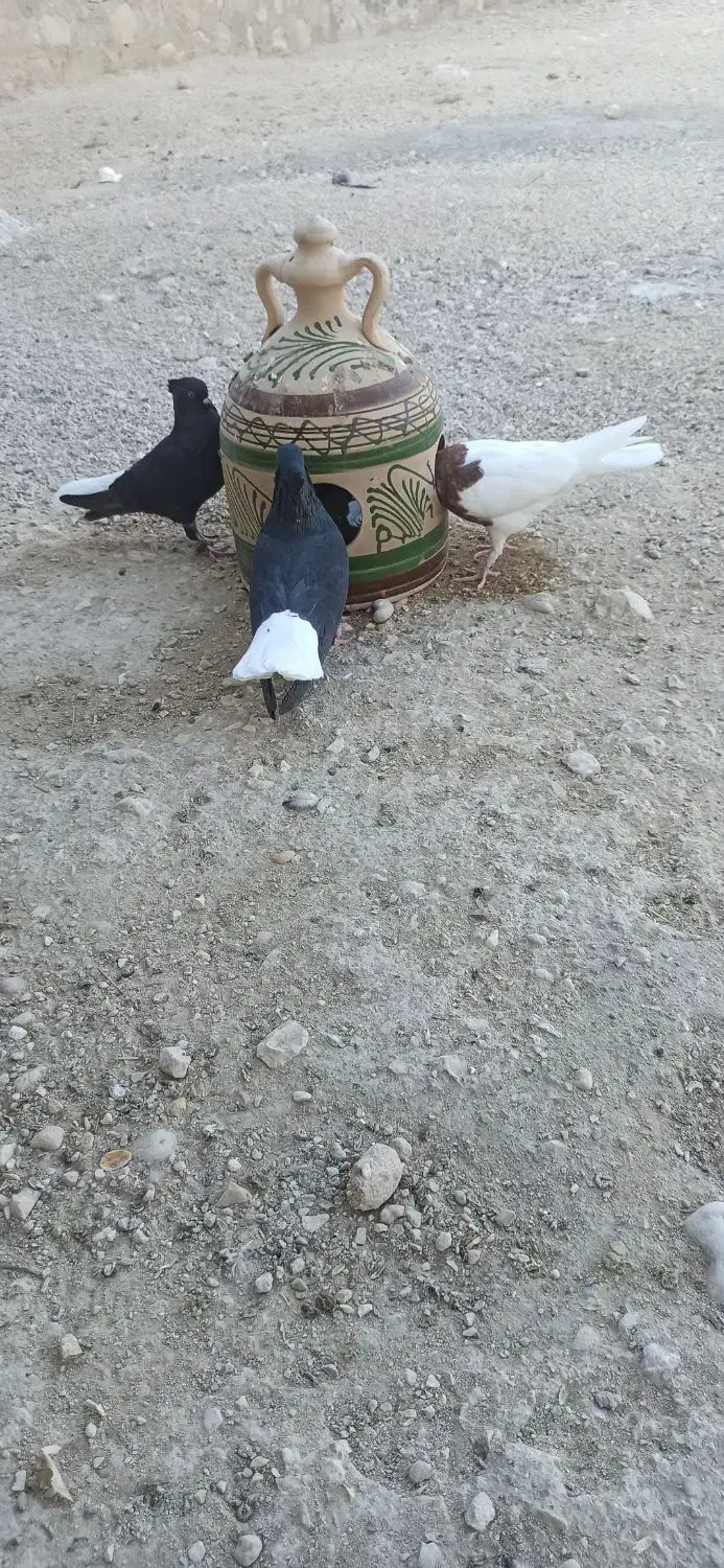 دم سفید|پرنده|گله دار, |دیوار