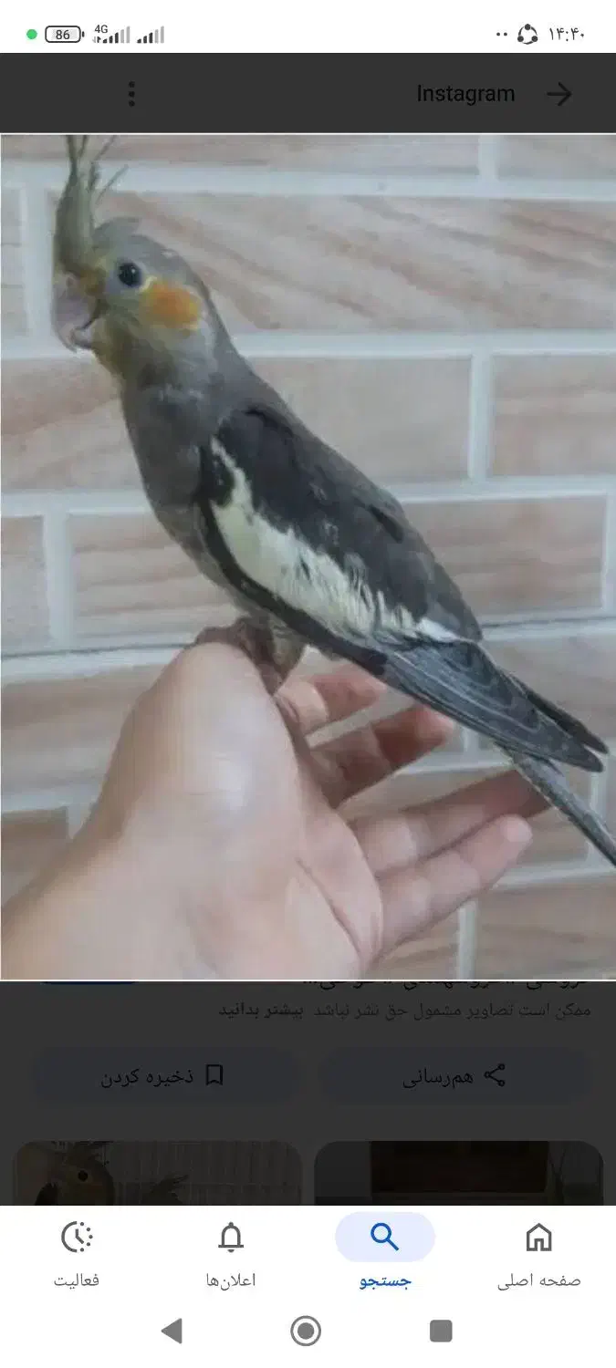 عروس هلندی گمشده|پرنده|قدس, شهرقدس|دیوار