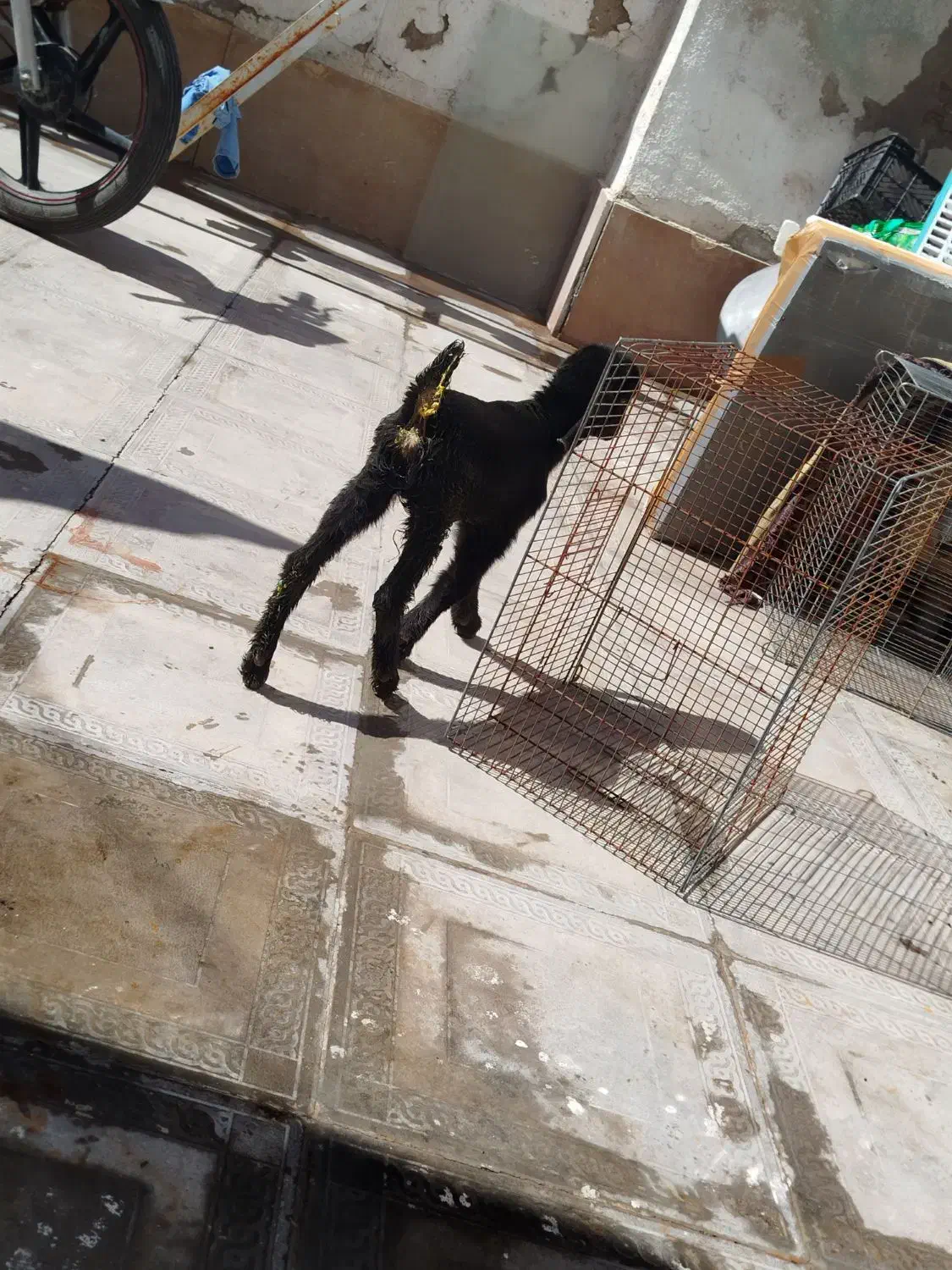 کهره|حیوانات|فسا, |دیوار