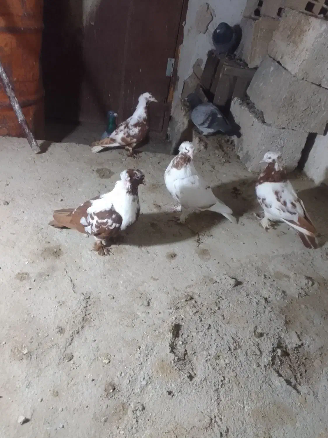 قرمز|پرنده|اردبیل, |دیوار