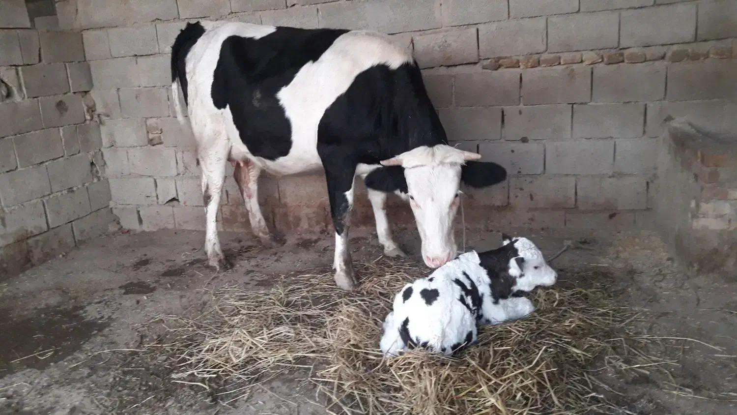 تلقیح مصنوعی گاو و دامپزشکی|خدمات پیشه و مهارت|گنبد کاووس, |دیوار