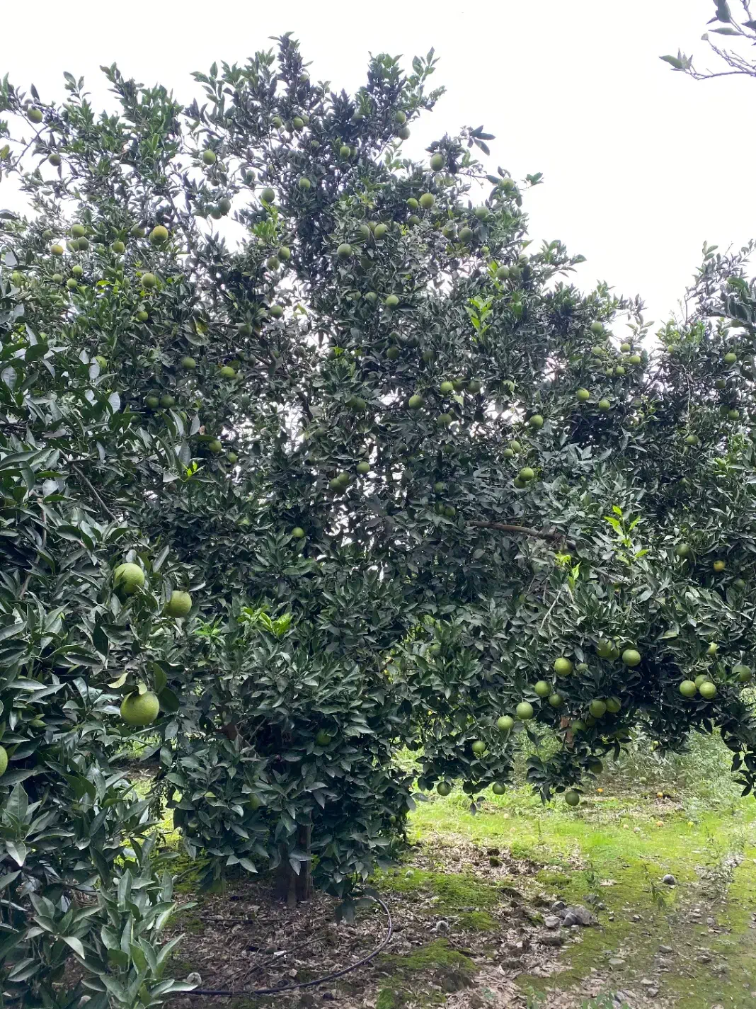 پرتقال تامسون و نارنگی|عمده‌فروشی|آمل, |دیوار